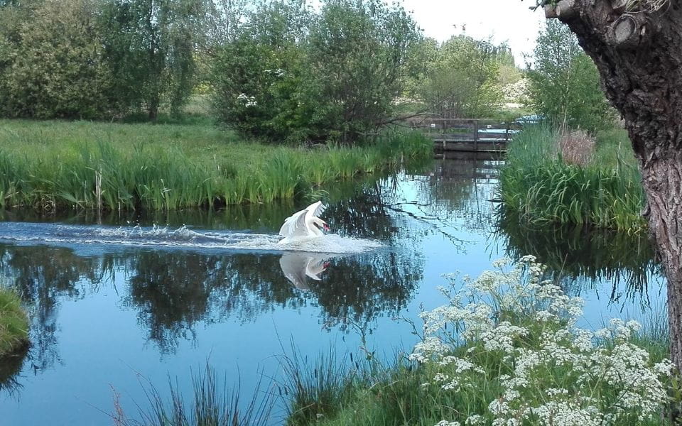 rust-vinden-keuzes-maken-wandelcoach-leiden Een zwaan landt op het water: tijd voor rust, overzicht en het bepalen van je eigen koers.